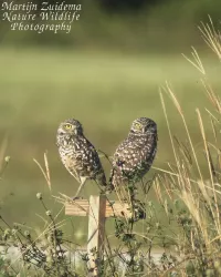 Holenuil  [Athene cunicularia]
